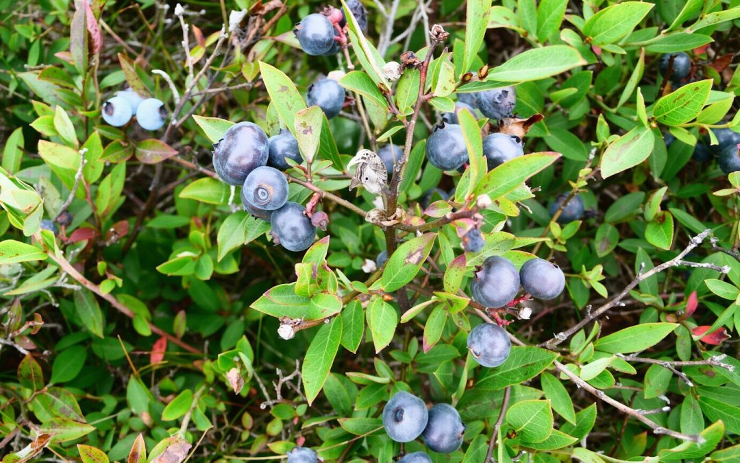 Blueberries and Brambles