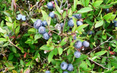 Blueberries and Brambles