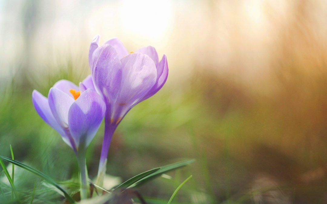 Spring’s Promise