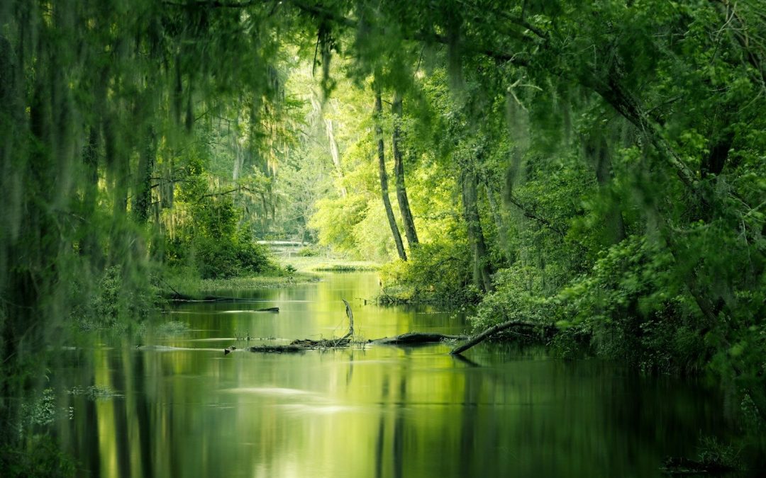 Tranquil Surrender